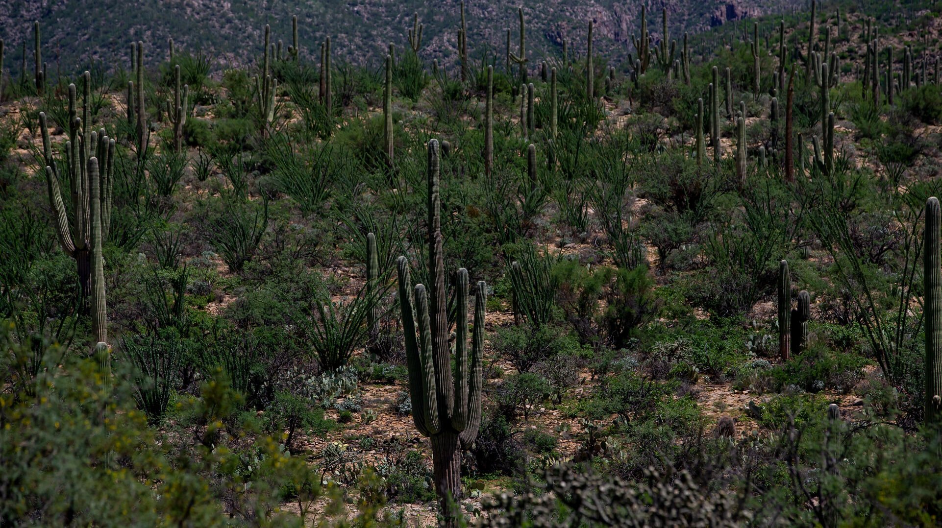 Sabino Creek